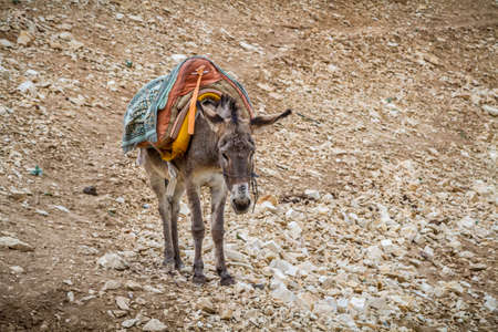 Saddled donkey stands in mountain area, the Wadi Qelt in the north of the Judean Desert, Israel