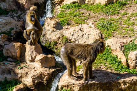 The mandrill, Jerusalem Biblical Zoo in Israelのeditorial素材