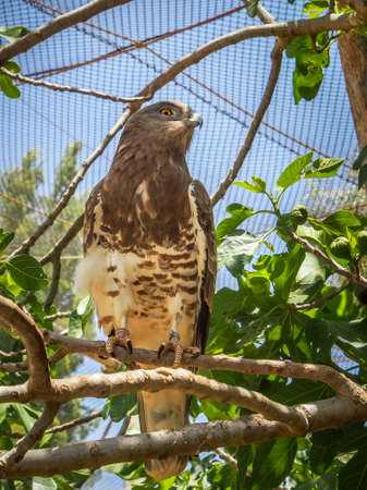 The lesser kestrel, Jerusalem Biblical Zoo in Israelのeditorial素材