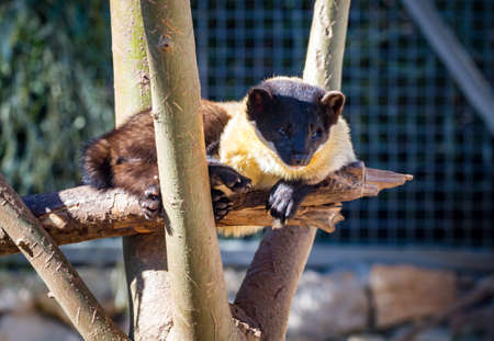 The Yellow-throated marten, Jerusalem Biblical Zoo in Israelのeditorial素材