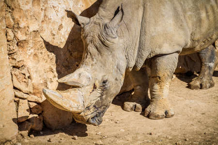 The Rhinoceros, Jerusalem Biblical Zoo in Israelのeditorial素材