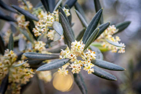 Blossoming olive tree, Israel, closeup and outdoorの写真素材