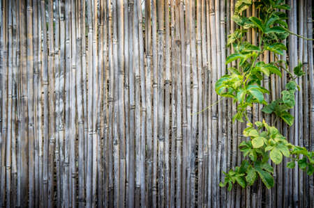 Old bamboo fence with a branch of passion fruit background vintageの写真素材