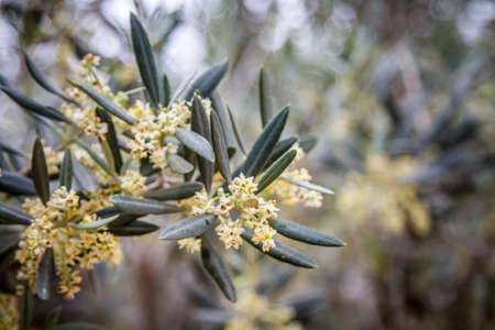 Blossoming olive tree, Israel, closeup and outdoorの写真素材