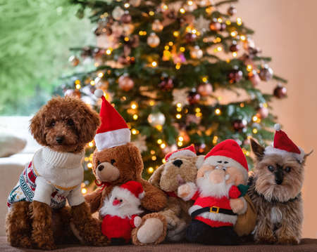 Poodle and yorkshire terrier in front of a Christmas tree with fairy lights background.の写真素材