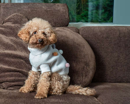 Cute miniature poodle with pullover sitting on a brown sofa.