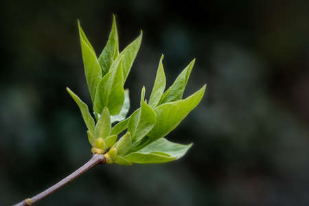 Young spring leaves, the first spring starts on branch , closeup, dark background, copy space.の写真素材