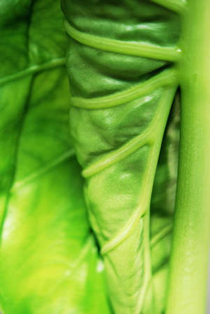 Green Leaf with veinsの写真素材