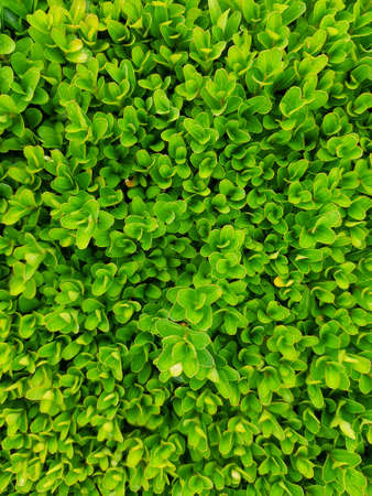 Green leaves backgroundの写真素材