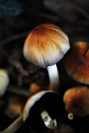 Mushroom in the forest