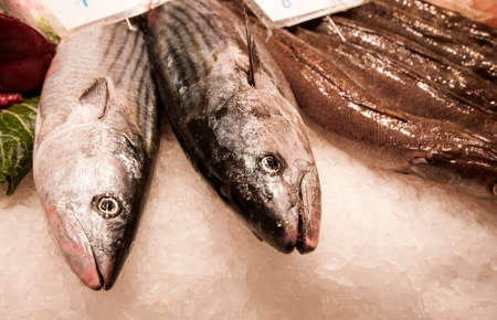 Fresh fish at Mercat de la Boqueria, Barcelona, Spainの写真素材