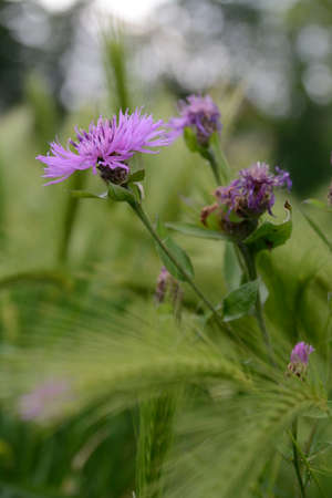 fiori di campo cittadinoの写真素材
