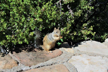Grand Canyonの写真素材