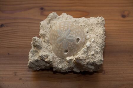 details on a stone with a fossil cochleaの写真素材