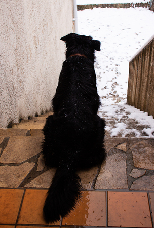 a black dog looking stairway with snow in Vence, south of Franceの写真素材