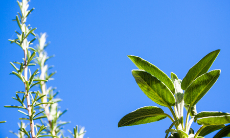 Aromatic herbs salvia and rosemary with a blue sky in the backgroundの写真素材