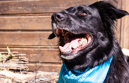 a black dog with open mouth and a blue bandanaの写真素材