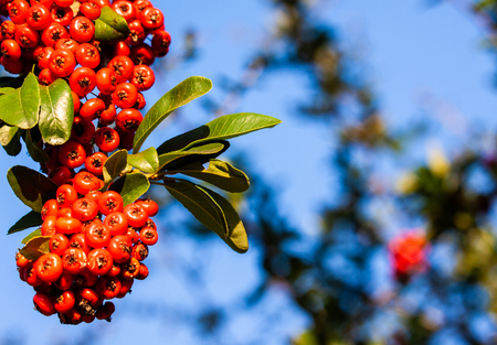 a branch of pyracantha with red berries in autumn in Vence France