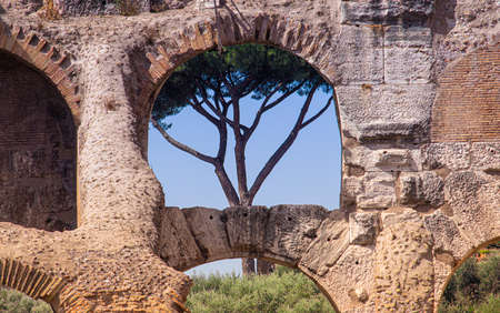 A window of colosseum with a pine maritime insideのeditorial素材