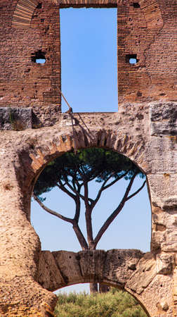 A window of colosseum with a pine maritime insideのeditorial素材