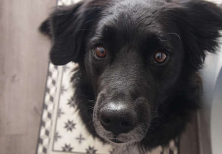 A close up of a black dog looking at the camera with a lovely looking