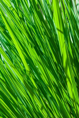 Abstract fresh grass background shallow depth of field.の写真素材