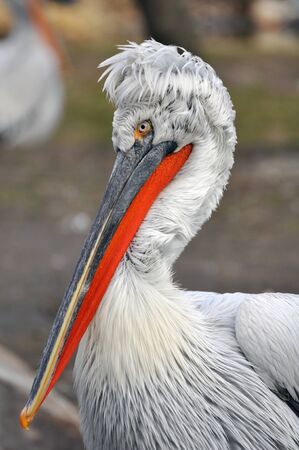 Pelicanの写真素材