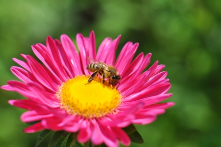 Bumble Bee on a flowerの写真素材
