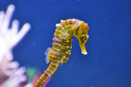 Seahorse, Hippocampus