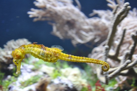 Seahorse, Hippocampusの写真素材
