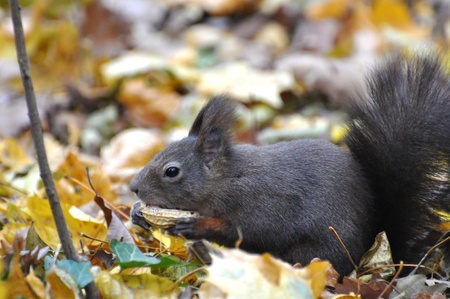 Red Squirrelの写真素材