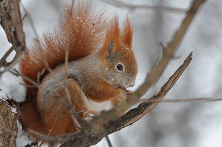 Red Squirrelの写真素材