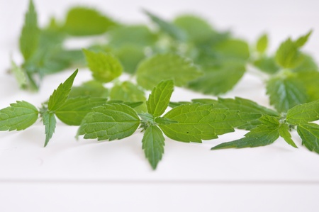 Stinging nettle or common nettle, Urtica dioicaの写真素材
