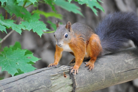 red squirrelの写真素材