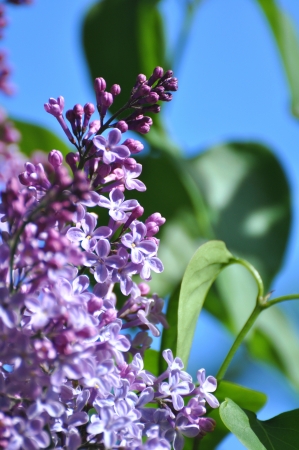 Lilacの写真素材