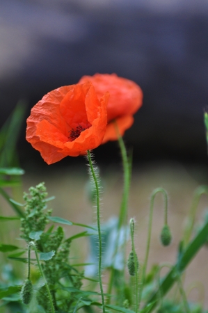 Red Poppy Flowerの写真素材