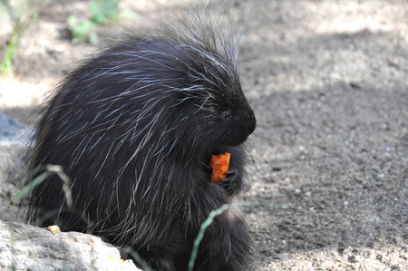 North American porcupineの写真素材