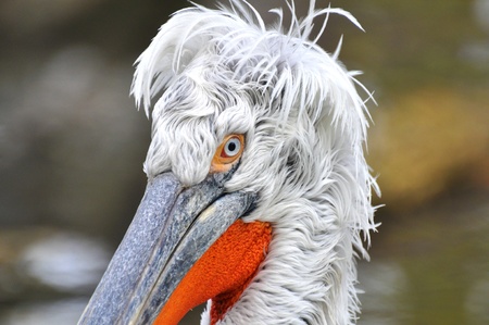 Pelicanの写真素材