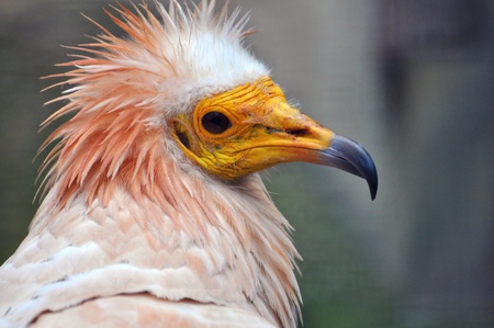 Vulture Birdの写真素材