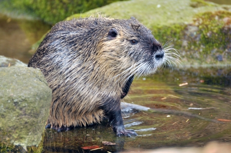 Nutria  Myocastor coypus の写真素材