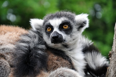 Rind tailed Lemur - Lemur Cattaの写真素材