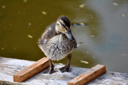 Ducklingの写真素材