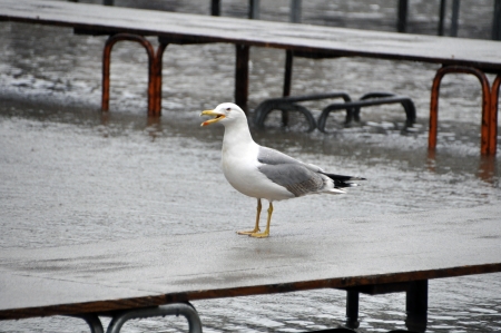 Flooded Piazza San Marco in Venice, Italy の写真素材