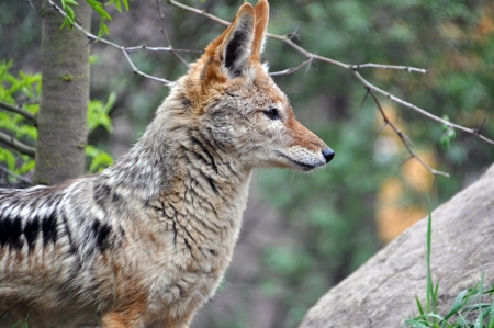 red fox  Vulpes vulpes  の写真素材