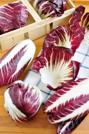 Radicchio  Rosso di Verona の写真素材