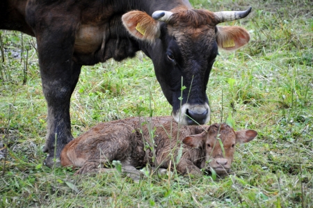 Cow with calfの写真素材