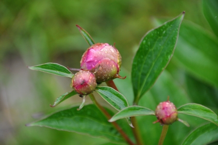 Peonyの写真素材
