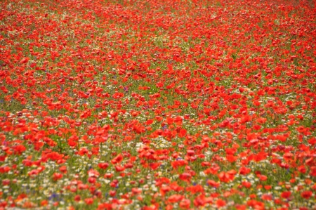 Summer Landscapeの写真素材