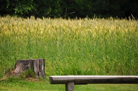 Summer Landscapeの写真素材