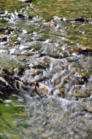 Small River in the Forestの写真素材